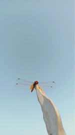 Close-up of dragonfly flying against clear sky