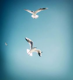 Low angle view of seagull flying