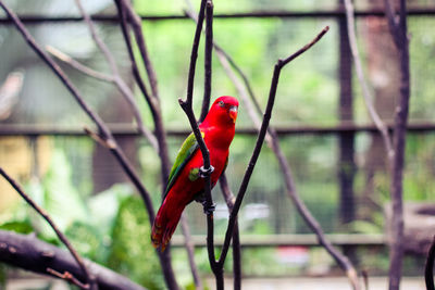 Close-up of parrot perching on branch