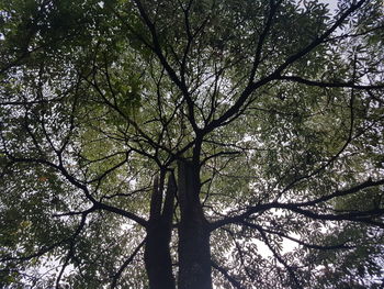 Low angle view of trees in forest