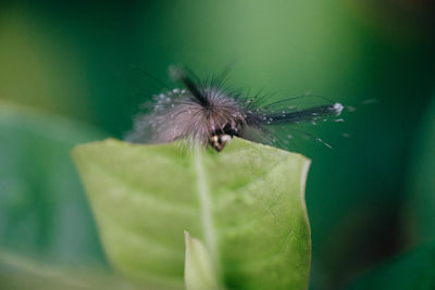 Close-up of insect on flower