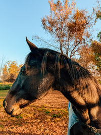 horse