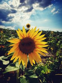 Close-up of sunflower blooming on field against sky