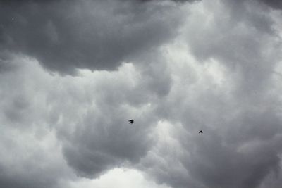 Low angle view of birds flying against sky