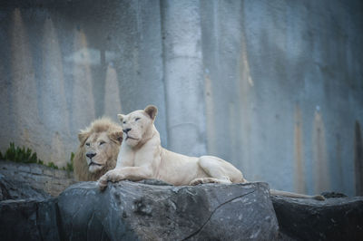 Low angle view of majestic lions resting on rocks in zoo