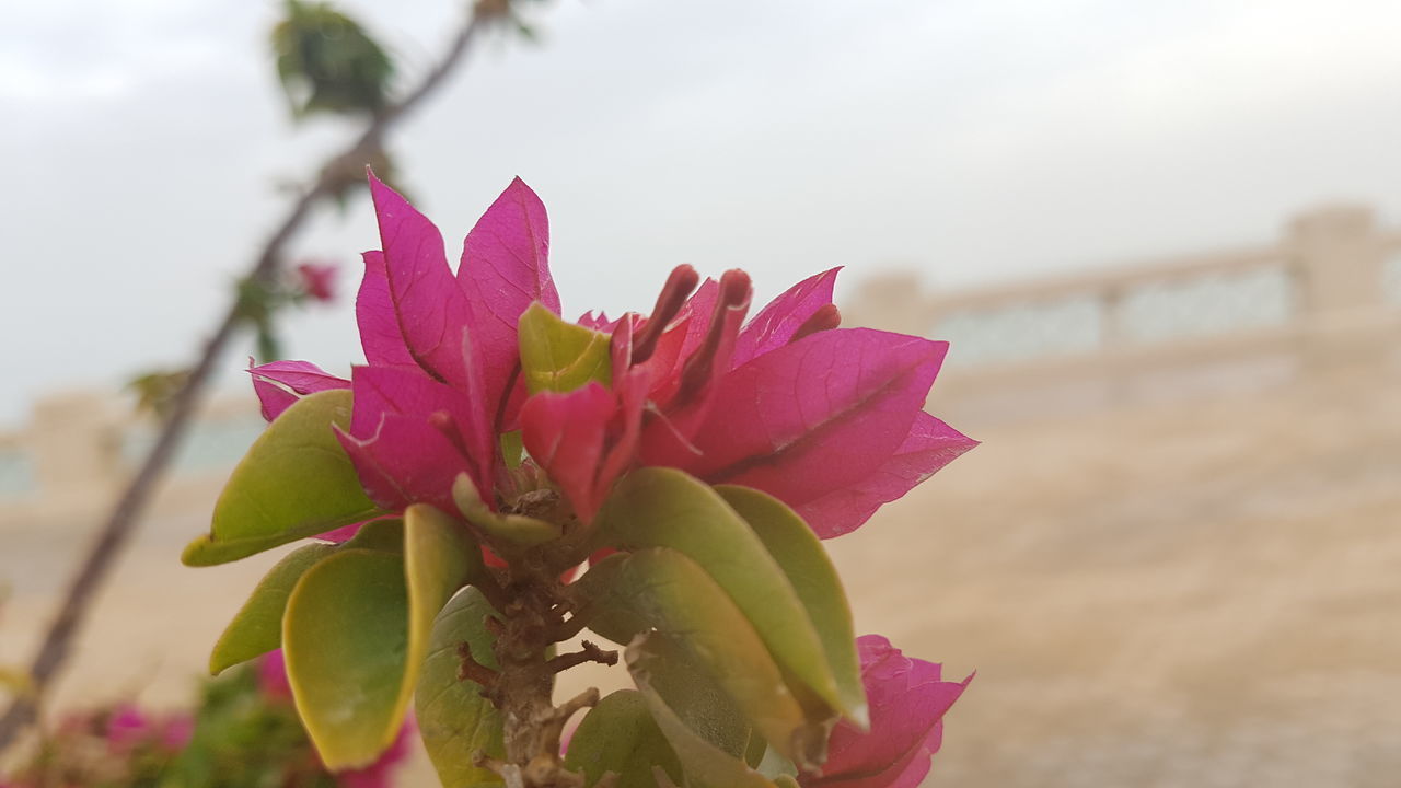 CLOSE-UP OF PINK FLOWER PLANT