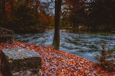 Trees growing by river in forest during autumn