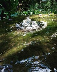 Stream flowing through forest