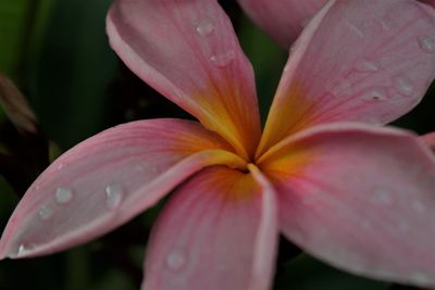 Close-up of pink frangipani blooming outdoors