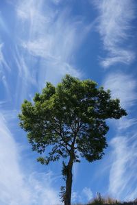 Low angle view of tree against sky