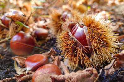 chestnut