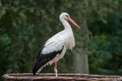 Close-up of bird perching on a land