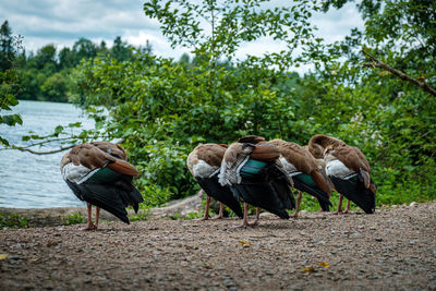 Panoramic view of agricultural field