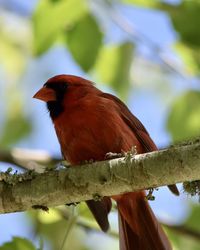 Close-up of bird perching on branch