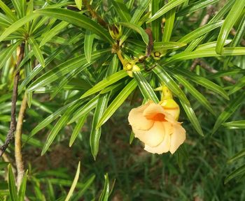 Close-up of flowers