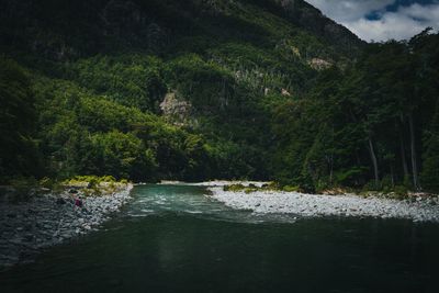 Scenic view of river flowing through forest