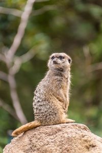 Close up of meerkat