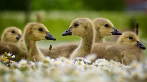 Close-up of ducklings