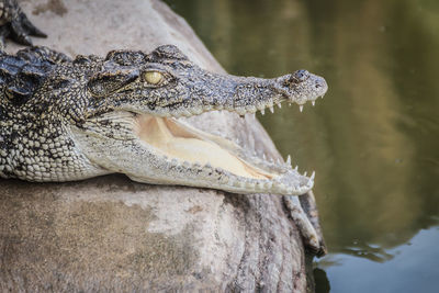 Close-up of crocodile in the lake