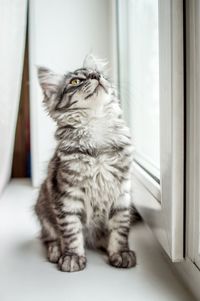 Close-up of cat sitting on floor