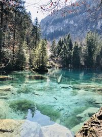 Scenic view of lake in forest