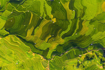 Full frame shot of terraced field