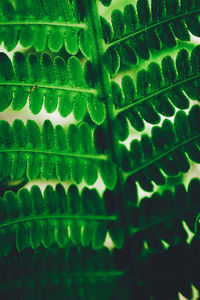 Full frame shot of leaf