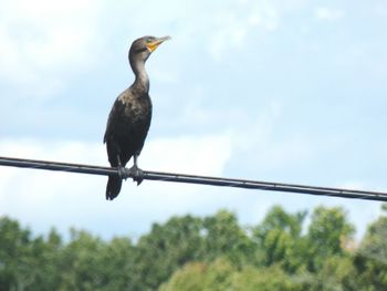 Low angle view of bird perching on cable against sky