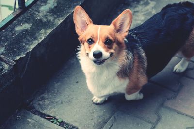 High angle portrait of dog sitting outdoors