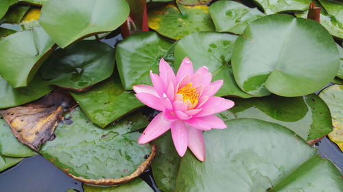 Close-up of pink lotus water lily in lake