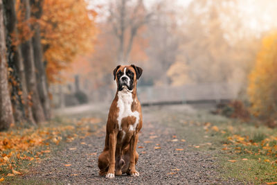 Dog standing on ground during autumn