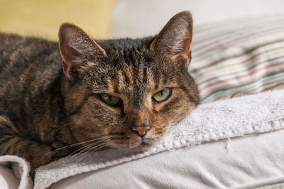 Close-up of cat lying on bed