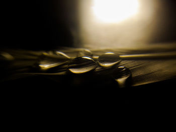 Close-up of an animal on table