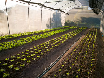 Plants growing in greenhouse