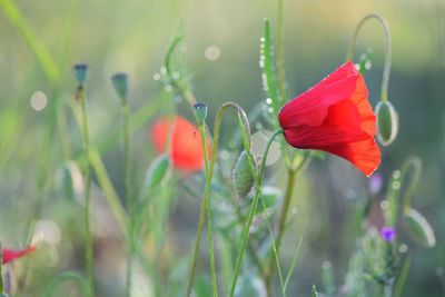 Close-up of red poppy flower