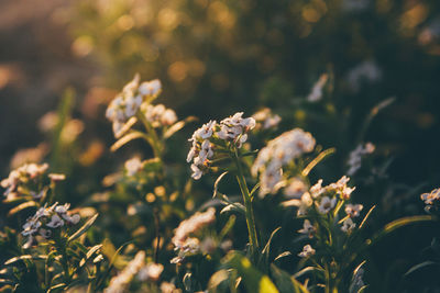 Close-up of flowering plants on field