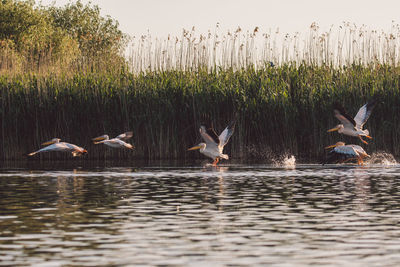 Ducks in a lake