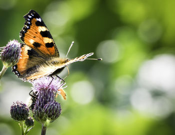 Close-up of butterfly perching on flower