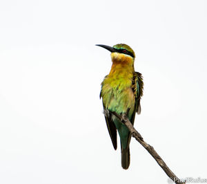 Bird perching on twig against clear sky