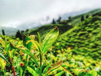 Close-up of raindrops on plant