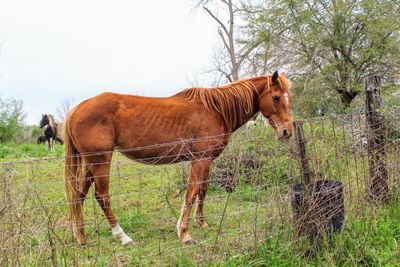 Horse standing on field