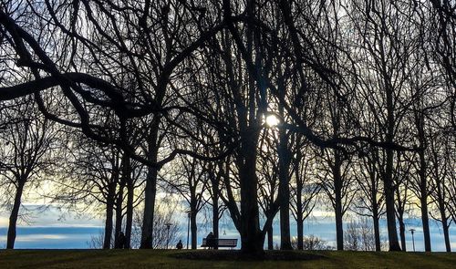 Bare trees on field against sky