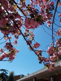 Low angle view of pink flowers blooming on tree against sky