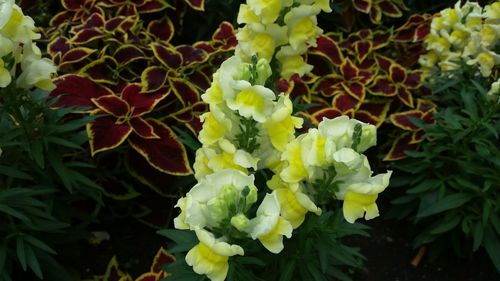 Close-up of flowers