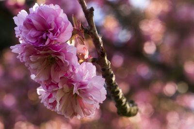 Close-up of pink flowers blooming on tree