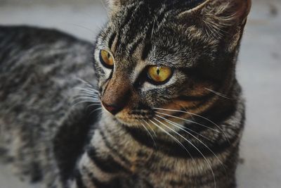 Close-up of a cat looking away