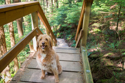 Portrait of dog by railing against trees