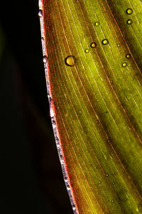 Close-up of wet leaf on plant