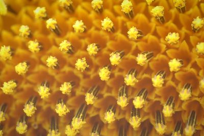 Full frame shot of yellow flowers