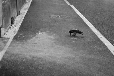 Bird on road